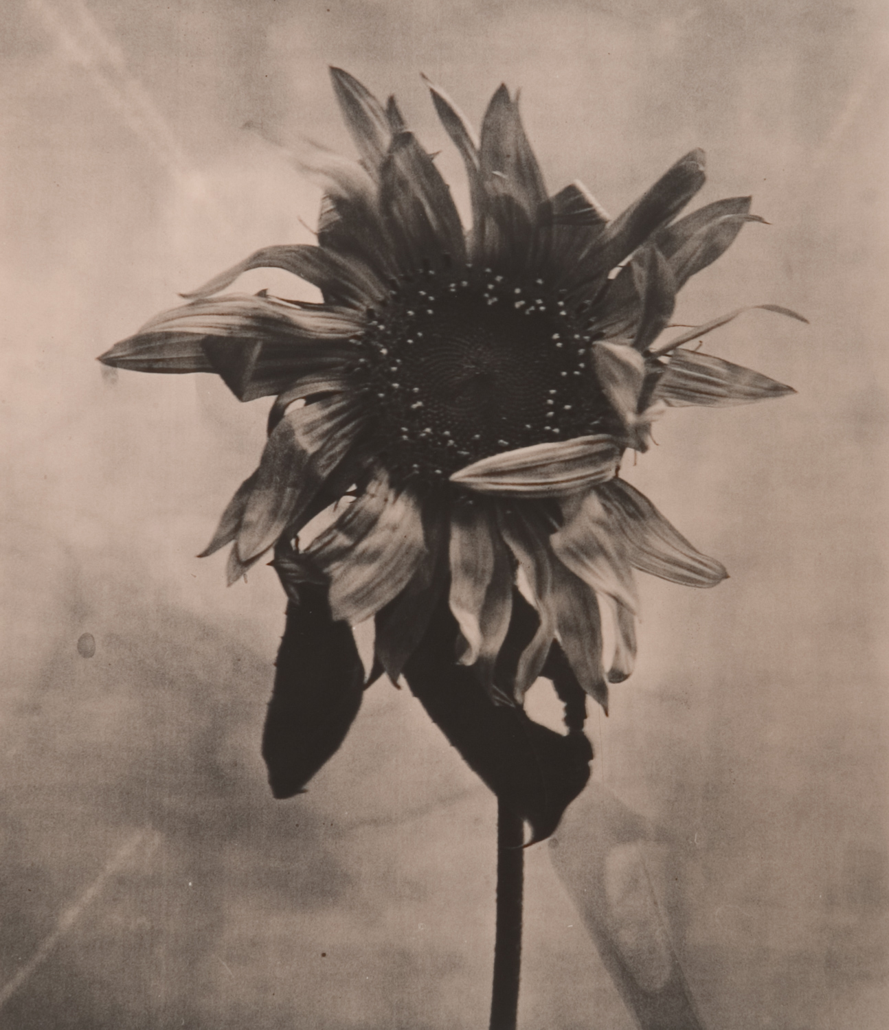 z cyklu bez tytułu, nr neg. 1039/14